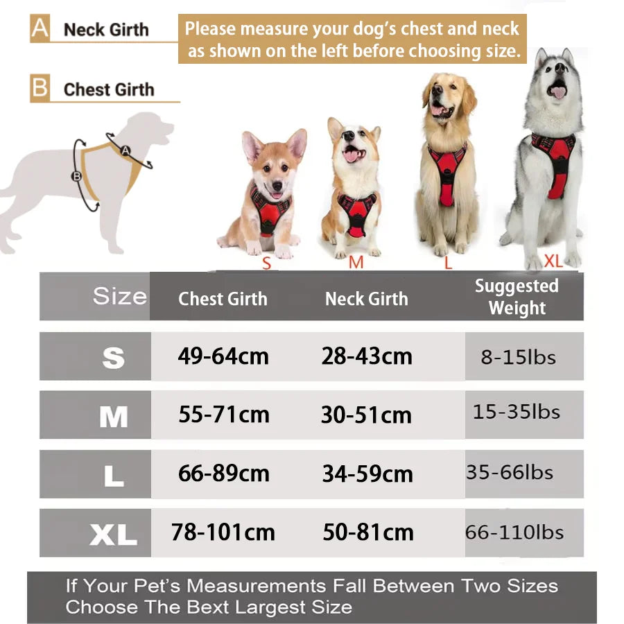 Dog wearing Dogora no-pull harness on walk — calm and comfortable
