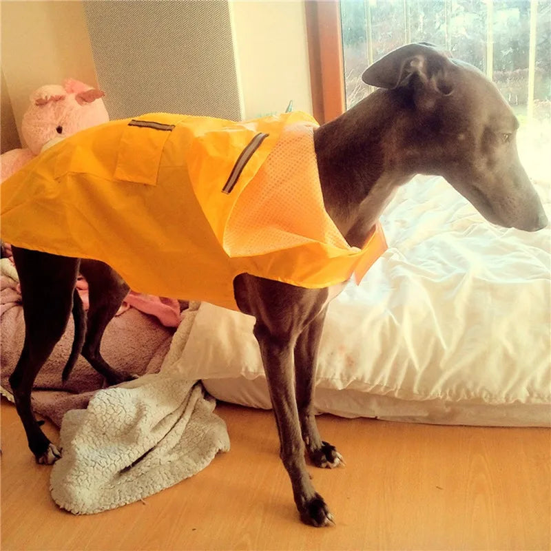 Dog wearing Dogora Rain Jacket blue colour reflective stripe